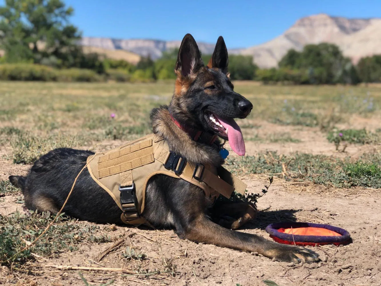 Pat and Pet Emporium | Pet Harnesses | Large Dog Leash Vests