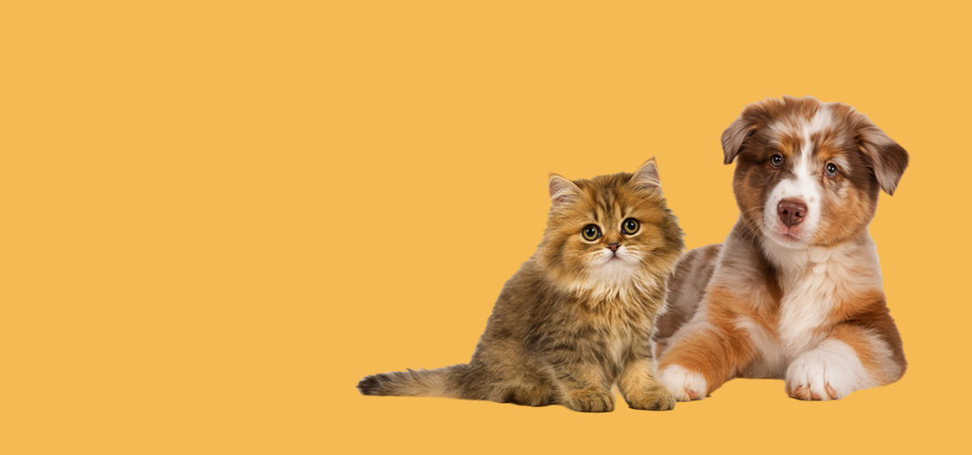 Cat and Dog lying together