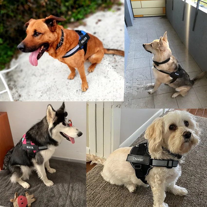 Pat and Pet Emporium | Pet Harnesses | Custom Vest NO PULL
