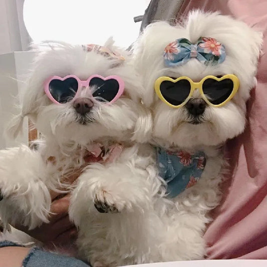 Pat and Pet Emporium | Pet Glasses | Pet Dogs Cats Sunglasses