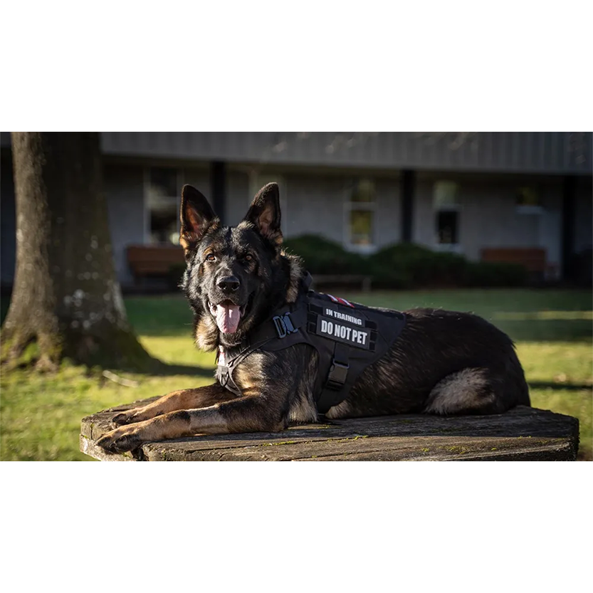 Pat and Pet Emporium | Pet Harnesses | Large Dog Leash Vests