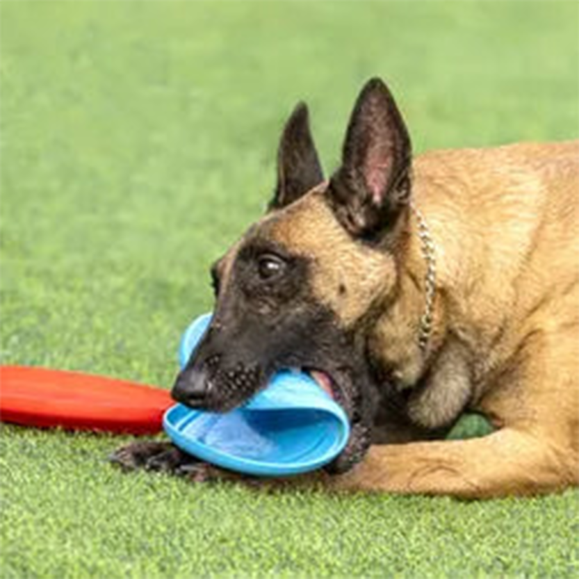 Pat and Pet Emporium | Pet Toys | Flying Throw n Fetch Disc Toy