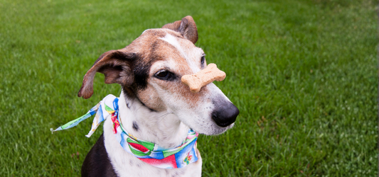 Dog with banner and dog biscuit balancing on it's nose