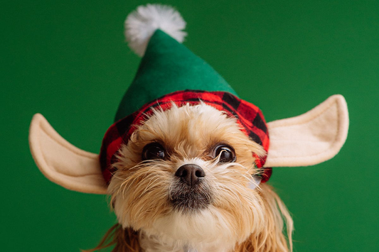 Cute puppy wearing a red checked and green Christmas hat with white pompom