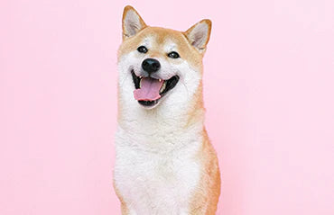Laughing dog on pink background