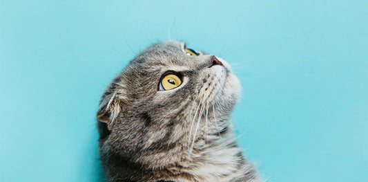 Cat looking up to the right against blue background