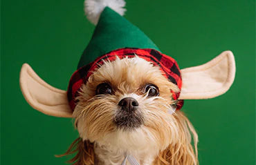 Sweet puppy wearing cute hat, green background