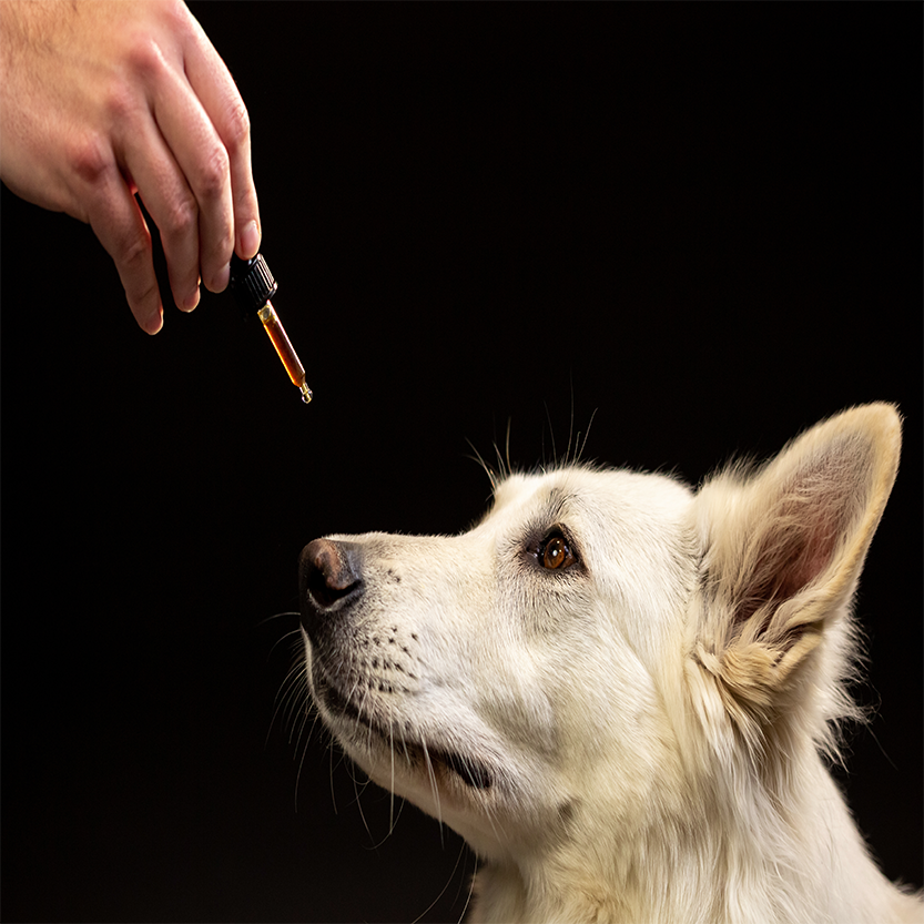 Pet Health and Hygiene Products | Pat and Pet Emporium
