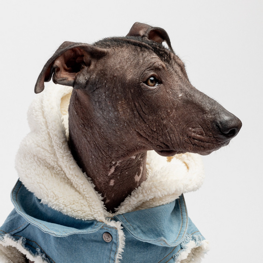 Pat and Pet Emporium | Pet Clothing | Denim Dog Jacket