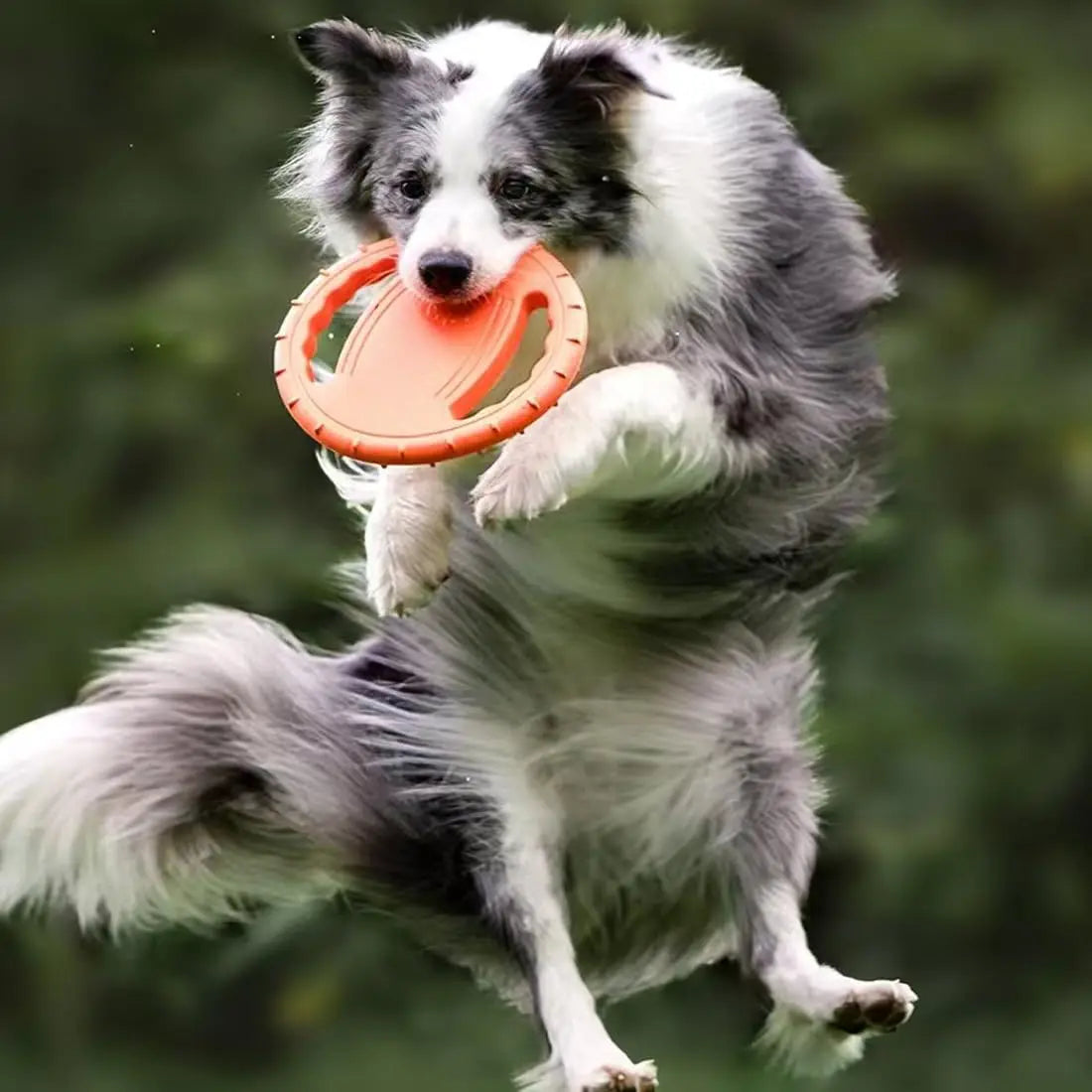 Pat and Pet Emporium | Pet Toys | Throw Fetch Disc Toy 2Pcs