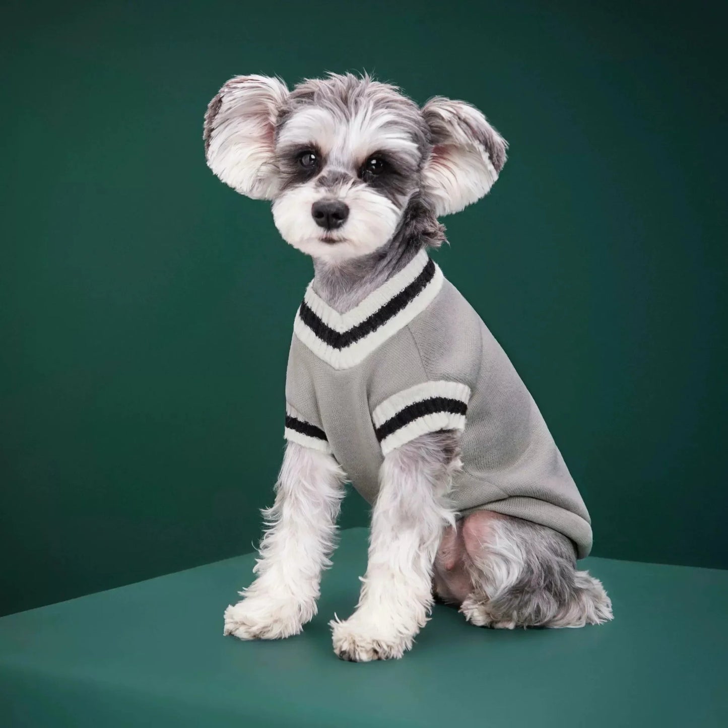Pat and Pet Emporium | Pet Clothing | College Style Cat Sweater