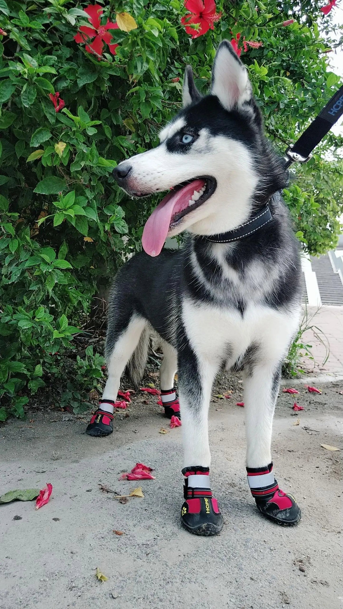 Pat and Pet Emporium | Pet Shoes | Snow Pet Boots 4 Pcs Set