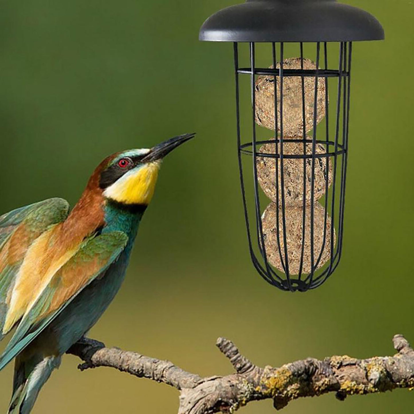 Pat and Pet Emporium | Pet Feeders | Hanging Bird Seed Feeder