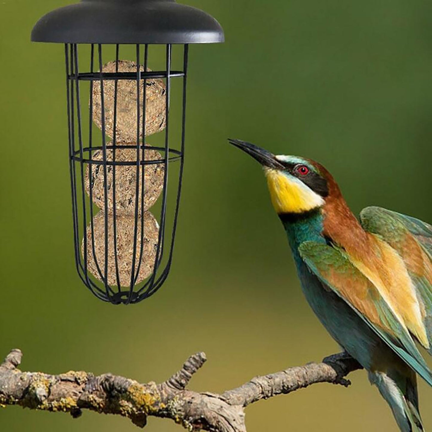 Pat and Pet Emporium | Pet Feeders | Hanging Bird Seed Feeder