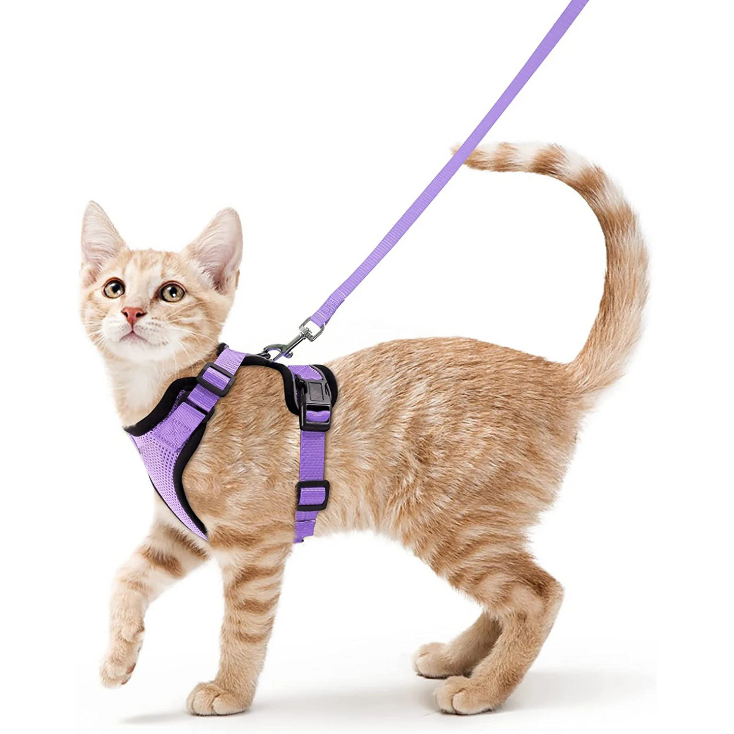 Pat and Pet Emporium | Pet Harnesses | Cat Walk Lead Harness