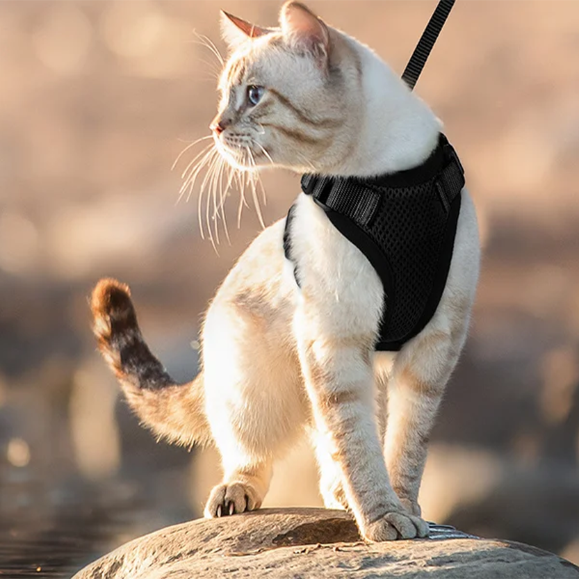 Pat and Pet Emporium | Pet Harnesses | Cat Walk Lead Harness