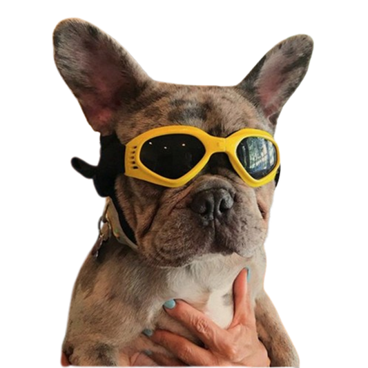 Pat and Pet Emporium | Pet Sunglasses | Cool Dog Sunglasses