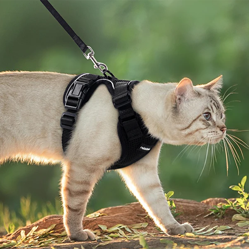 Pat and Pet Emporium | Pet Harnesses | Cat Walk Lead Harness