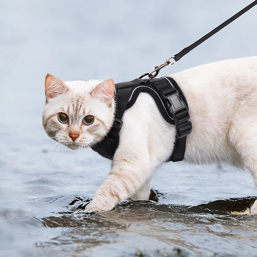 Pat and Pet Emporium | Pet Harnesses | Cat Walk Lead Harness