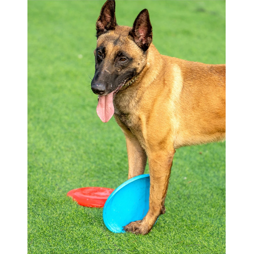 Pat and Pet Emporium | Pet Toys | Flying Throw n Fetch Disc Toy