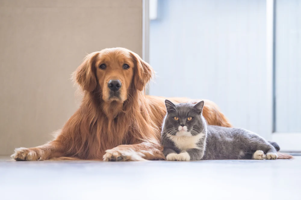 Dog and cat lying on a light-colored floor with a neutral background