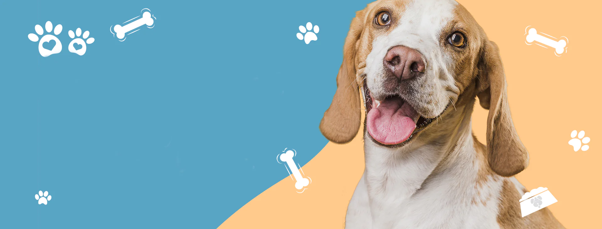 A close-up portrait of a smiling beagle dog on a split blue and peach background with white paw print and bone icons.