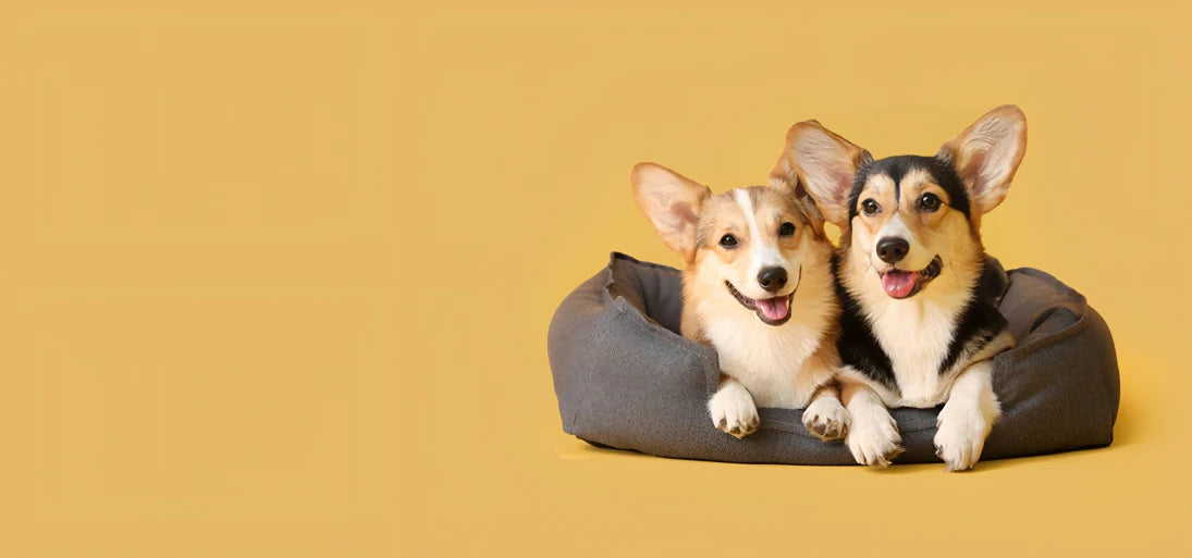 Two cute dogs on brown dog bed, yellow background